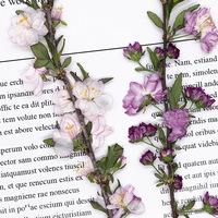 Fleurs de Prunier Glandulaires avec Branches – Série de Packs Mixtes pour Scrapbooking, Résine Époxy, Plantes Naturelles, Écologique