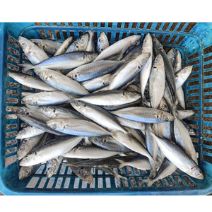 Poisson scad rond entier, <span class=keywords><strong>maquereau</strong></span>, poisson queue jaune, scad rond congelé, petits yeux - Product Image 1