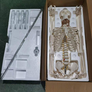 <span class=keywords><strong>Esqueleto</strong></span> de plástico para uso médico, juguete de <span class=keywords><strong>esqueleto</strong></span> de 170 Cm de alto, material de plástico, con <span class=keywords><strong>músculos</strong></span> de Color primario - Product Image 3