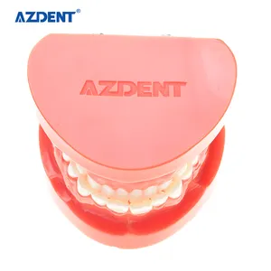 AZDENT卸売価格赤色プラスチック教育歯科標準歯モデル