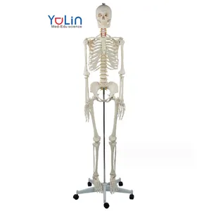 Tıbbi öğretim ekipmanları PVC çevre malzemeleri spinal sinir ve karotis arter ile 176cm yetişkin kadın kemik modeli