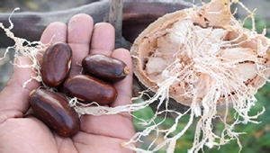 Suministro Estable de Semillas de Baobab de Alta Calidad, Grado Alimenticio, con 24 Meses de Vida Útil, de Lake Farms, para Distribución Internacional - Product Image 4