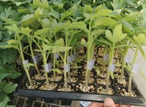 100 pièces Clips de ruban de greffage 1 paquet ruban de greffage Support de tige de plante Clips de fixation de <span class=keywords><strong>vigne</strong></span> Clips de croissance de semis accessoire de jardinage - Product Image 4