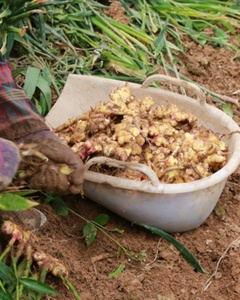 Jahe Segar 250g Jahe Kering Cina Bersertifikat Laris Manis untuk Penggunaan Makanan Pertanian - Product Image 4