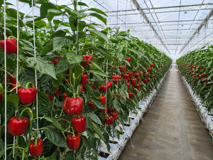 Ligne <span class=keywords><strong>de</strong></span> support pour semis en production en série, respectueuse <span class=keywords><strong>des</strong></span> plantes, pour semis suspendus, en plastique vert foncé stabilisé, ultra-résistant - Product Image 6