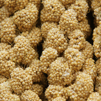 Tiges de millet jaune rouge pour alimentation des oiseaux, meilleures ventes de graines d'alimentation pour oiseaux en gros de qualité supérieure, millet rouge jaune noir Broomcorn, 1LB