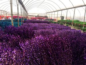 Pussy willow - Product Image 5