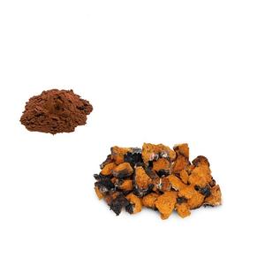 GANOHERB Extractos De Plantas Pó De Extrato De Cogumelo Chaga 10KG Barril Amostra Disponível Extrato De Cogumelos Em Pó - Product Image 6