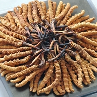 Cordyceps de haute qualité, Lions Mane, Maitake , Chaga Champignons Cordyceps Champignons Militaris Séchés