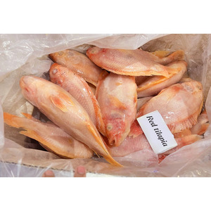 <span class=keywords><strong>ปลา</strong></span>นิลแช่แข็งขายส่ง <span class=keywords><strong>ปลา</strong></span>นิลแดง <span class=keywords><strong>ปลา</strong></span>นิลโรจา <span class=keywords><strong>ปลา</strong></span>ทิลาเปียรูจ <span class=keywords><strong>ปลา</strong></span>แช่แข็งสำหรับส่งออก - Product Image 6