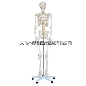 Modèle de squelette humain Houpu 180 cm en PVC, modèle éducatif pour la science médicale - Product Image 3