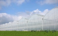 Multi-Span PE PO Film Serre avec système hydroponique pour la plantation de légumes