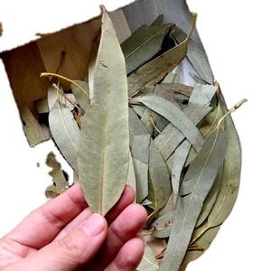 Feuilles d'eucalyptus robusta séchées entières, naturelles et brutes, de Da Ye an, en vente - Product Image 1