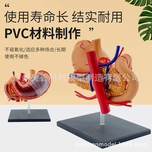 Modelo de estómago 4D, modelo de anatomía del estómago, modelo de ensamblaje, modelo de anatomía humana, modelo educativo, modelo de órgano - Product Image 2