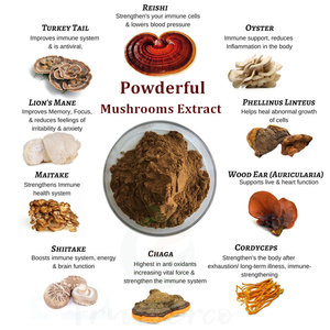 स्वास्थ्य पूरक शुद्ध प्राकृतिक और कार्बनिक शिटेक मशरूम अर्क - Product Image 4