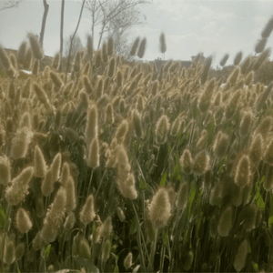 Un paquet de 50 queues de lapin <span class=keywords><strong>séchées</strong></span>, tiges de <span class=keywords><strong>fleurs</strong></span> Lagurus Ovatus Home Decoration <span class=keywords><strong>Bouquet</strong></span> de <span class=keywords><strong>fleurs</strong></span> <span class=keywords><strong>séchées</strong></span> pour les mariages - Product Image 5