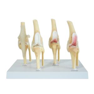 Honden Kniegewricht Modelstadia Van Hondenosteoporose Model - Product Image 1
