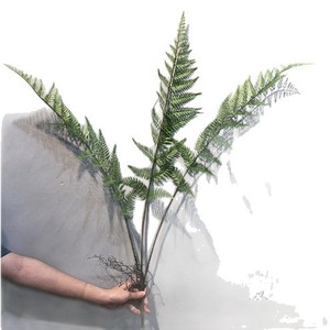 Helecho artificial Greenway de 3 cabezas con forma de oreja de caballo, de 30cm a 100cm, ramo de helechos de estilo natural para decoración de interiores. - Product Image 2