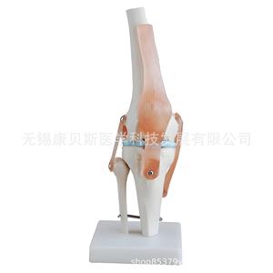 Modèle d'articulation du genou KBS/XC111, modèle fonctionnel du groupe de ligaments de l'articulation du genou humaine, modèle d'articulation du genou humaine - Product Image 3