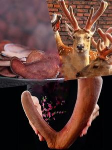 Оптовая Продажа с фабрики, свежие оленьи рога, высокое качество, рога Красного оленя, натуральные китайские травы, сушеные оленьи рога - Product Image 4