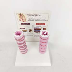 Modè<span class=keywords><strong>le</strong></span> d'asthme KyrenMed : Comparaison entre bronches normales <span class=keywords><strong>et</strong></span> pathologiques avec explications - Product Image 5