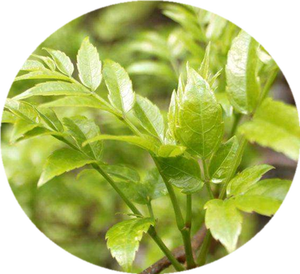 Dihydromyricetin Cápsulas Em Pó Atacado 98% <span class=keywords><strong>DHM</strong></span> Dihydromyricetin em Massa - Product Image 3