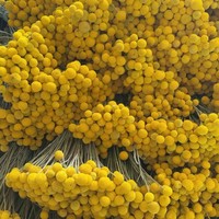 Geconserveerde Billy Buttons bosjes met 20 stelen voor bruiloft, huis, kantoor en feestdecoraties