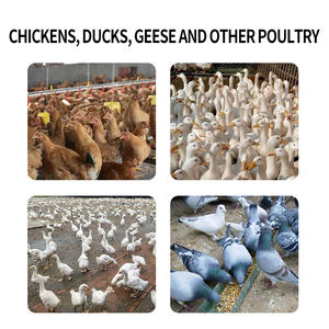 アヒルとガチョウの家禽飼料添加物の感染性血清炎のために特別な水鳥に使用されるクイック効果 - Product Image 5