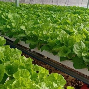 Système de culture hydroponique agricole pour légumes-feuilles, chou frisé, <span class=keywords><strong>basilic</strong></span> - Product Image 4