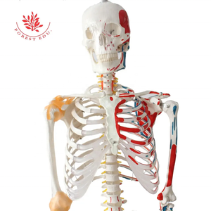 Recursos de enseñanza FRT002 Tamaño real 180cm Impreso a mano con medio músculo y medio ligamento Esqueleto humano real dibujado - Product Image 2