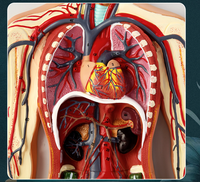 Modèle en relief de haute qualité du système circulatoire humain pour la science médicale, modèle anatomique du circulation sanguine humaine