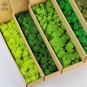 Venta caliente <span class=keywords><strong>flores</strong></span> suaves preservadas plantas musgo de Reno estabilizado Natural para musgo DIY Día de San Valentín Navidad Acción de Gracias - Product Image 1