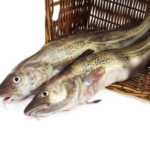 Cod Gadus Ling Codfish Skin Collagen - Product Image 4