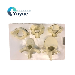 Modèle d'atlas humain magnifié avec axes cervicaux, thoraciques et lombaires, modèle d'affichage de la colonne vertébrale pour l'enseignement de la biologie en laboratoire - Product Image 1