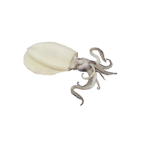 Produits de la mer surgelés de la meilleure qualité, tubes de calmar du Pérou surgelés U3/U5/U7/U10, tubes de calmar géants à vendre