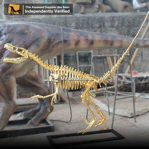 Mon Dino Fossile De Dinosaure Squelette Velociratpor avec 3 Mètres de Long pour la <span class=keywords><strong>Galerie</strong></span> De Décoration - Product Image 6