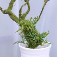 Plante Artificielle Grande et Réaliste, Décoration de Vigne, Écologique, Fournitures de Jardin pour la Remise des Diplômes et le Nouvel An, Fournisseurs en Gros
