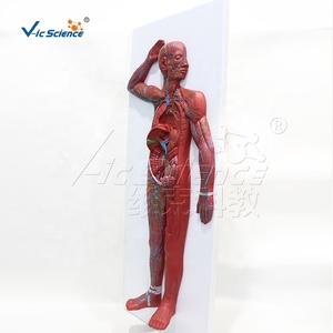 Modelo Anatómico de Órganos Linfáticos de Cuerpo Completo de Alta Simulación para la Enseñanza y Formación en Cursos de Fisiología, con Certificaciones CE/ISO/ROHS/CNAS - Product Image 1