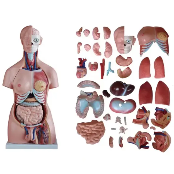 Torso humano anatómica de 85CM, 40 piezas, modelo de Torso Bisexual de 85CM con espalda abierta