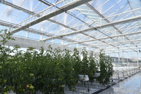 Serre en polycarbonate multi-travée à faible coût, serre avec système hydroponique pour tomates, poivrons, fraises, laitues