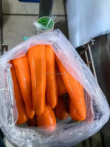 "جزر طازج بجودة جيدة مصنوع في الصين" - Product Image 3