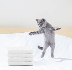 Vente en gros <span class=keywords><strong>de</strong></span> serviettes <span class=keywords><strong>de</strong></span> <span class=keywords><strong>bain</strong></span> jetables pour animaux <span class=keywords><strong>de</strong></span> compagnie grand chien chat épaissi spécial animalerie <span class=keywords><strong>serviette</strong></span> absorbante <span class=keywords><strong>de</strong></span> <span class=keywords><strong>bain</strong></span> séchage rapide - Product Image 4