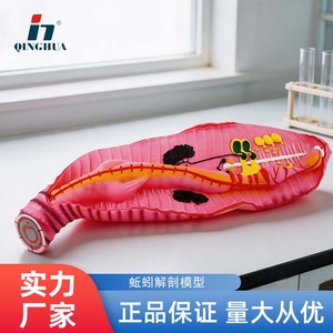 Modèle d'anatomie de l'annelotte de Qinghua, instruments et aides pédagogiques pour la démonstration de l'annelotte, modèle d'animal segmenté pour la microbiologie - Product Image 5