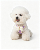 Harnais pour chien à carreaux mignon avec laisse, gilet réglable et doux pour chiots, pour petits chiens, promenade en extérieur