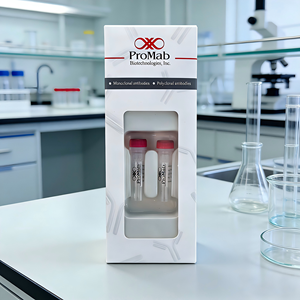 Monoclonal de Conejo a Cathepsin L/V/K/H - Product Image 1