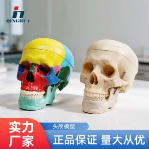 แบบจำลองกะโหลกศีรษะมนุษย์สีตามธรรมชาติ ยี่ห้อชิงหัว, แบบจำลองกะโหลกศีรษะที่สามารถถอดประกอบได้, สำหรับการสอนทางกายวิภาคศาสตร์และการเรียนรู้วิทยาศาสตร์ทั่วไป - Product Image 5