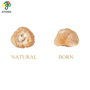 2024 Hot Selling Nieuwe Apenkop Paddestoel Leeuwenmanen Natuurlijke Kruidenkoekjes Bakkerij Thanksgiving Day Kerstviering - Product Image 2