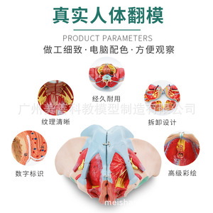 Accessoires pelviens féminins, organes, vaisseaux sanguins, nerfs, muscles, anatomie, enseignement de la naissance, modèle des muscles du plancher pelvien - Product Image 3