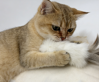 Jouet interactif pour chat avec queue en peluche amusante, accessoires d'exercice pour chaton, queue de lapin en fourrure, fournitures pour animaux de compagnie