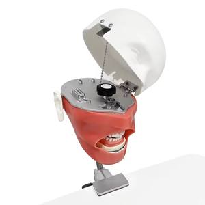 Formazione dentale Phantom Head modello simulatore dentale manichino con i denti per l'insegnamento pratica studio odontoiatria unità di apparecchiature - Product Image 1